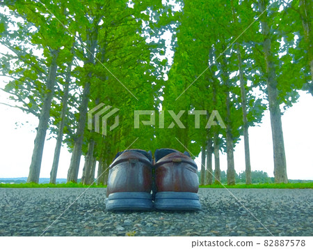 Metasequoia trees and shoes 82887578