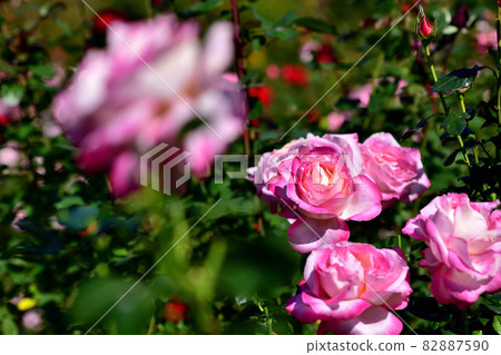 大船花卉中心花壇/秋季玫瑰園 82887590