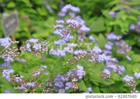 Purple Western wisteria (Eupatorium japonicum) flower 82887680