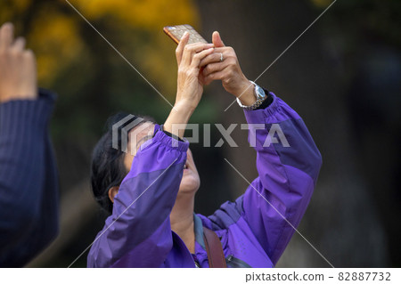 老太太,銀杏樹,拍照,おばあさん、イチョウの木、写真を撮る、taking pictures, 老太太,銀杏樹,拍照,おばあさん、イチョウの木、写真を撮る、taking pictures, 82887732