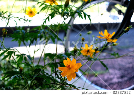 (Flower tourism) Yellow flower cosmos and bicycle (Flower tourism) Yellow flower cosmos and bicycle 82887832