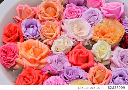 Ofuna Flower Center Flowerbed / Rose Flower Hand Water Ofuna Flower Center Flowerbed / Rose Flower Hand Water 82888009
