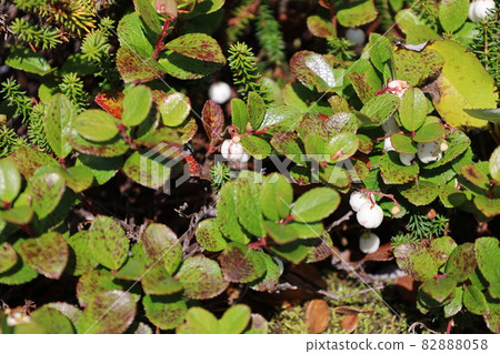 淨土平山道上的 Gautheria pyloids / 福島縣福島市 淨土平山道上的 Gautheria pyloids / 福島縣福島市 82888058