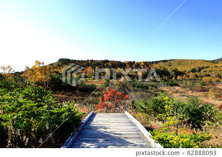 Autumn leaves of Jododaira Marsh / Fukushima City, Fukushima Prefecture 82888093