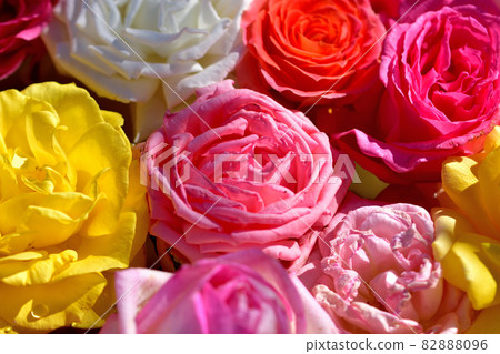 Ofuna Flower Center Flowerbed / Rose Flower Hand Water Ofuna Flower Center Flowerbed / Rose Flower Hand Water 82888096