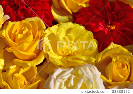 Ofuna Flower Center Flowerbed / Rose Flower Hand Water Ofuna Flower Center Flowerbed / Rose Flower Hand Water 82888152