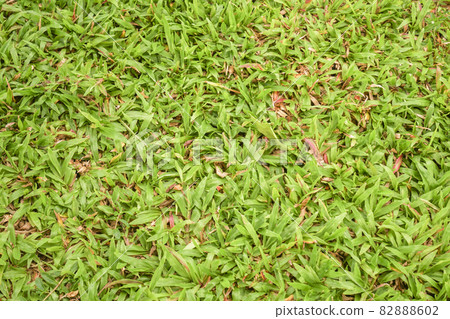 bright green grass in the daytime bright green grass in the daytime 82888602