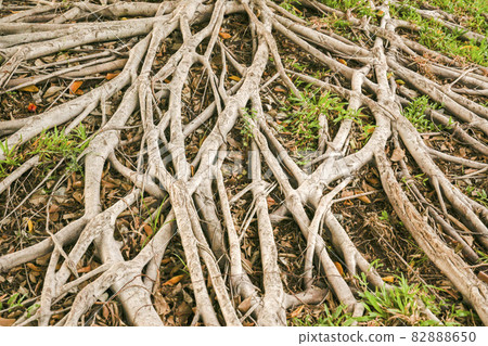 The roots of the big banyan tree. The roots of the big banyan tree. 82888650