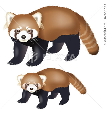 Illustration of a red panda Illustration of a red panda 82888653