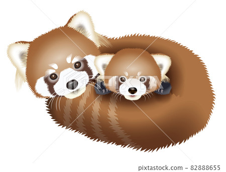 一隻小熊貓的插圖 82888655