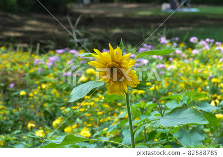 Autumn leaves blooming in Kinuta Park and late-blooming single-flowered sunflowers Autumn leaves blooming in Kinuta Park and late-blooming single-flowered sunflowers 82888785