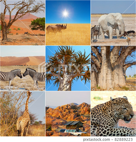 African safari 82889223