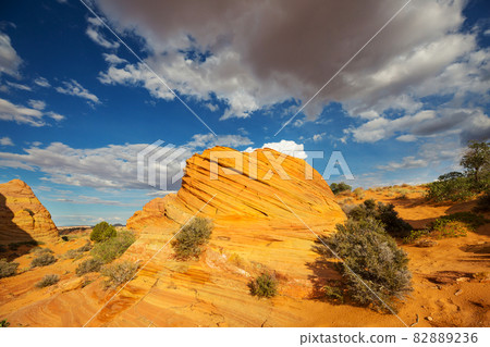 South coyote South coyote 82889236