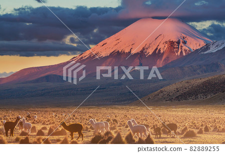Llama in Bolivia 82889255