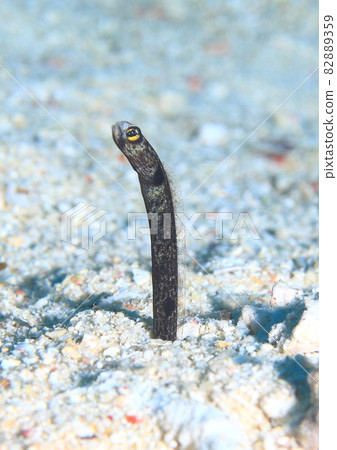 Garden eel juvenile Garden eel juvenile 82889359