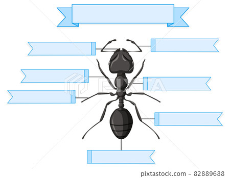 Anatomy Of An Ant Ant Anatomy Learn About The Body Parts Of Ants