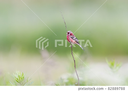 長尾朱雀雄性夏羽 82889788