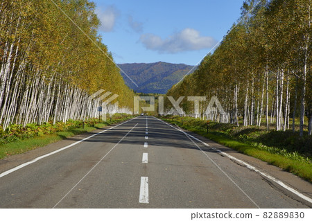 樺木路 樺木路 82889830