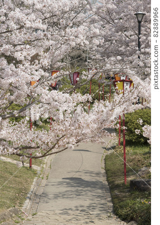 櫻花季的冰岡山公園沿路（兵庫縣加古川市） 82889966