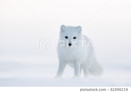 Arctic fox (white fox, polar fox, or snow fox). Cold December. 82890219