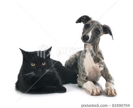 English Whippet and cat 82890704