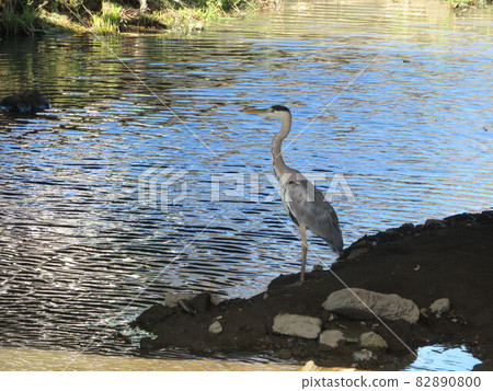 站立在河岸的灰色蒼鷺 站立在河岸的灰色蒼鷺 82890800