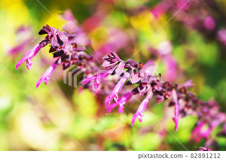 Salvia Fire Sensation Salvia Fire Sensation 82891212