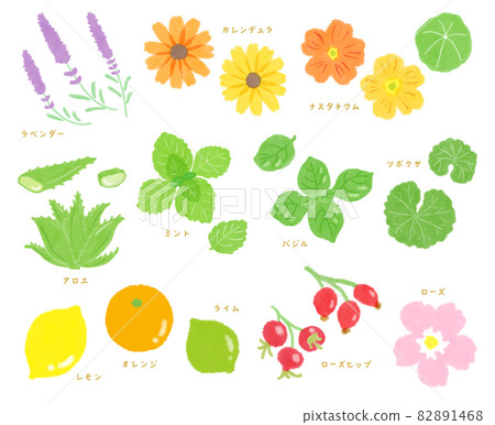 可愛的水彩插圖藥草集 82891468