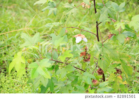 Cotton seed Cotton seed 82891501