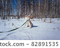 Akita Inu puppy nibbles on his green leash while sitting in the snow in a birch forest. Training of a thoroughbred dog in the fresh air 82891535