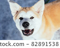 Large portrait of Akita Inu dog looking into the camera with a focus on its nose. Dog that looks like fox.  82891538