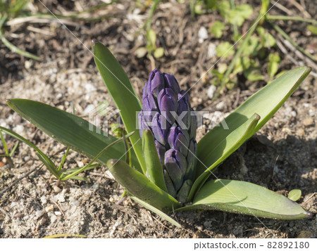 Close up, macro of blue Hyacinth, Hyacinthus orientalis bud in flower bed. Beautiful spring flower blossom with lush green leaves, top view 82892180