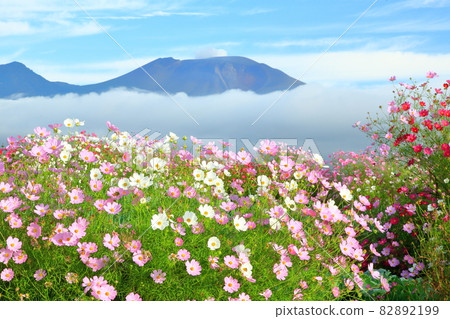 Cosmos and Mt. Asama Cosmos and Mt. Asama 82892199