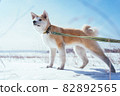 Akita Inu puppy with a green leash stands in a snowy field and looks into the distance. Walk with your beloved pet in the fresh air 82892565