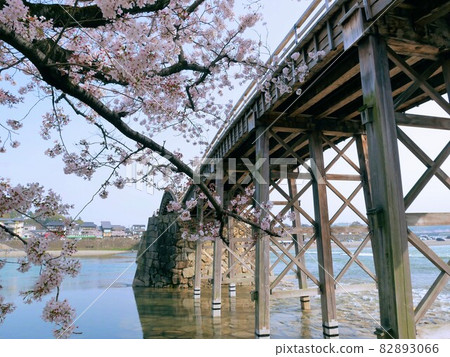 Kintaikyo Bridge and Sakura on the riverside (Iwakuni City, Yamaguchi Prefecture) Kintaikyo Bridge and Sakura on the riverside (Iwakuni City, Yamaguchi Prefecture) 82893066