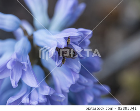 Close up, macro of blue Hyacinth, Hyacinthus orientalis pollinated by honey bee. Beautiful spring flower blossom with bee collects nectar with pollen on legs Close up, macro of blue Hyacinth, Hyacinthus orientalis pollinated by honey bee. Beautiful spring flower blossom with bee collects nectar with pollen on legs 82893341