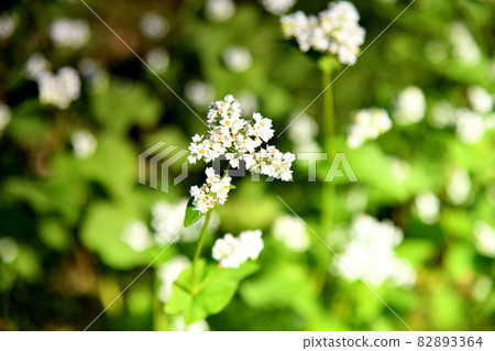 Buckwheat field in the Kasa area [Kasa, Sakurai City, Nara Prefecture] 82893364