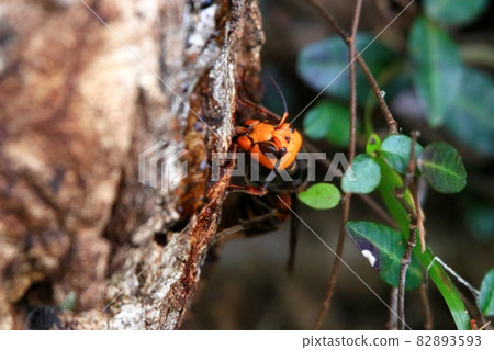 Wheatstone Wheatstone 82893593