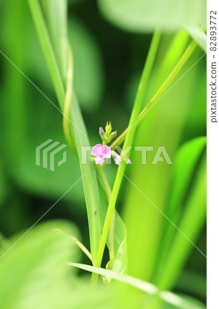 花野生大豆 花野生大豆 82893772