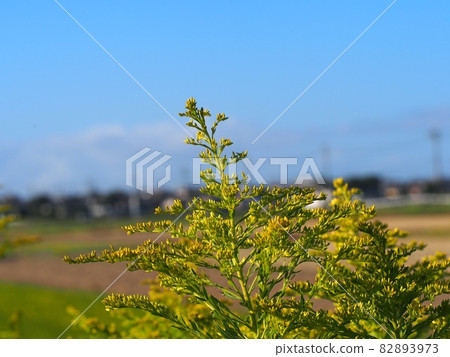 生長在河邊路上的一枝黃花 生長在河邊路上的一枝黃花 82893973