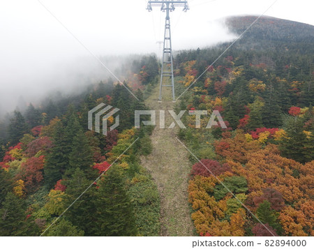 Autumn leaves yellow leaves Zao 82894000