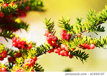 Yew tree red fruit Yew tree red fruit 82894197