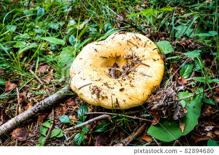 Mushroom closeup view in a forest Mushroom closeup view in a forest 82894680