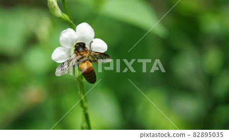 Giant honey bee seeking nectar on white Chinese violet or coromandel or creeping foxglove ( Asystasia gangetica ) blossom in field with natural green background 82895035