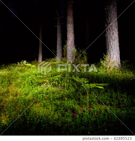 Night forest 82895523