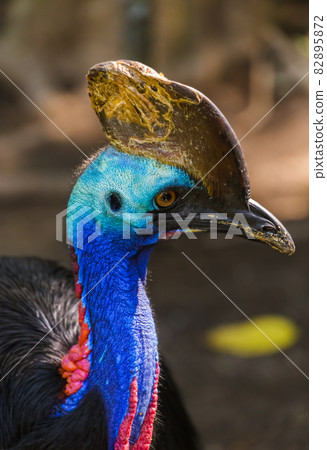 Beautiful bird in Bali Island Indonesia 82895872