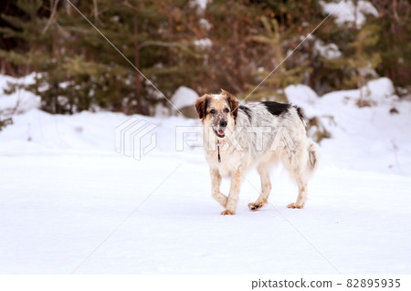 Dog portrait, winter forest background Dog portrait, winter forest background 82895935
