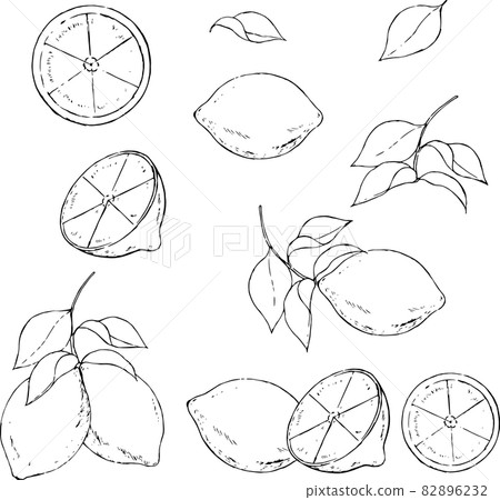 Lemon line art Lemon line art 82896232