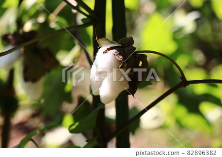 棉花、棉花原料 82896382