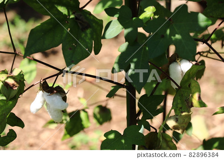 棉花、棉花原料 82896384